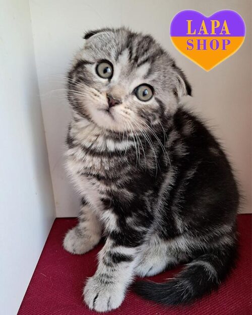 silver marble Scottish Fold Kitty<br>