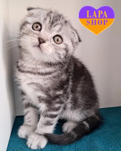 silver marble Scottish Fold