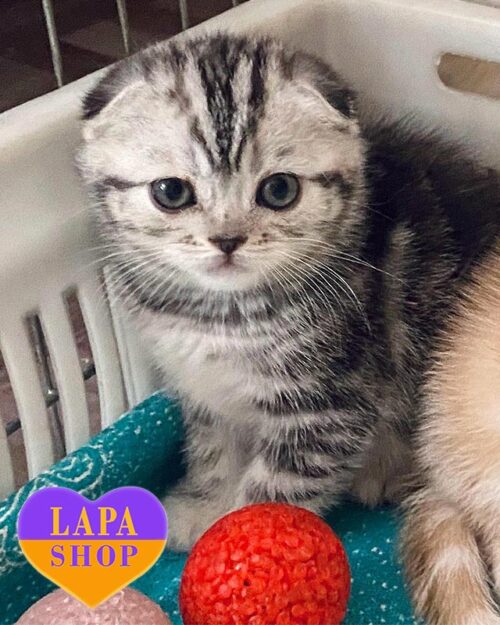 серебристо-мраморная шотландка