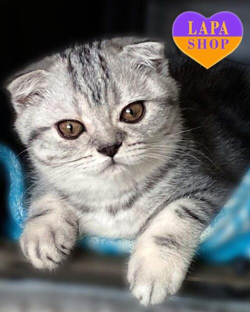 сріблясто-черепахова висловуха кішка