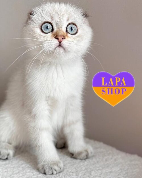 color point Scottish Fold <br>