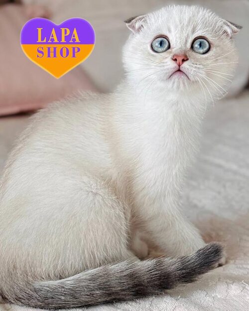 color point Scottish Fold <br>