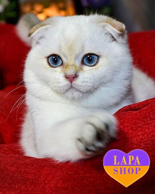 кішка скотіш-фолд