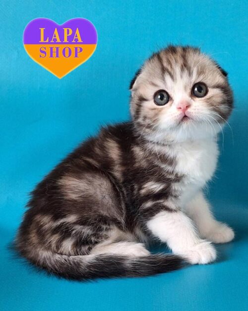 мраморно-белый скоттиш-фолд