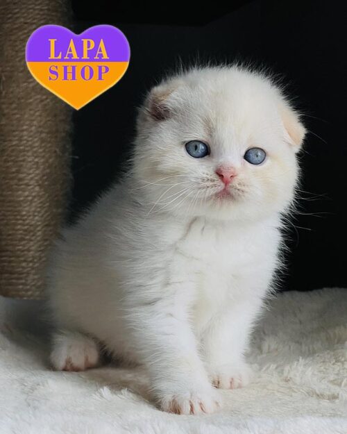 красно-поитовый скоттиш-фолд