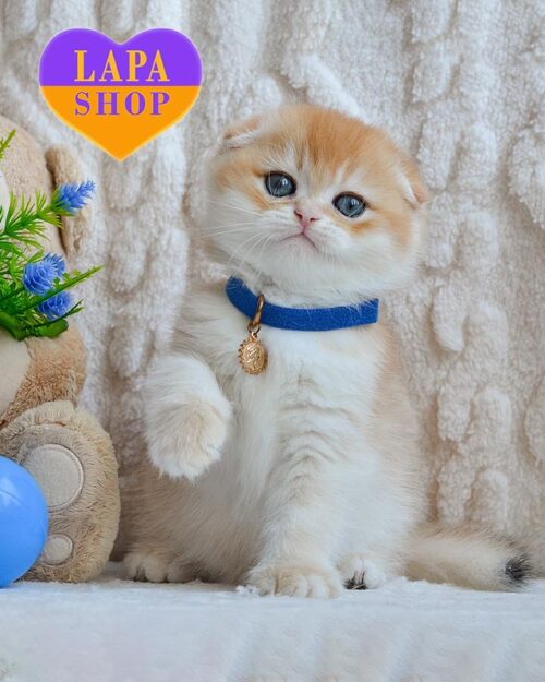 золотий висловухий скотіш