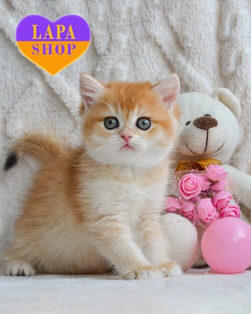 золотая шотландка