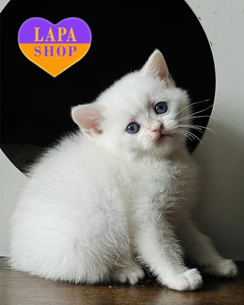 колор поинтовая шотландская кошечка