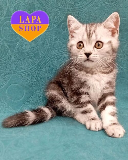 сріблясто-мармуровий скотіш