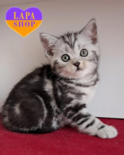 серебристо-мраморный скоттиш