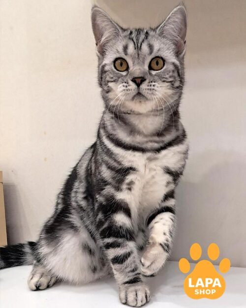 сріблясто-мармуровий скотіш-страйт