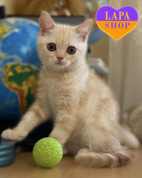 Интересный и игривый шотландский котенок Матео