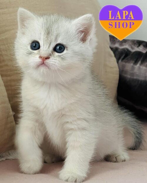 Siera — милая шотландская красавица нежного окраса