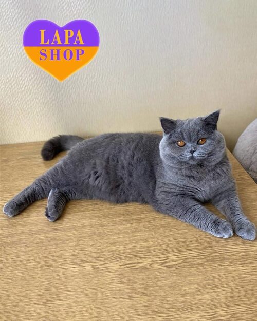 голубой шотландец