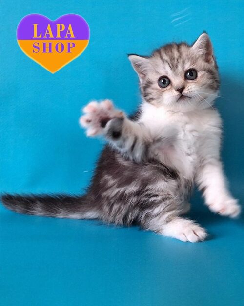 мраморно-белая шотландская кошка