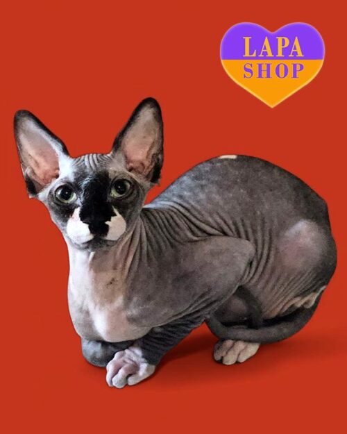 черно-белый канадский сфинкс