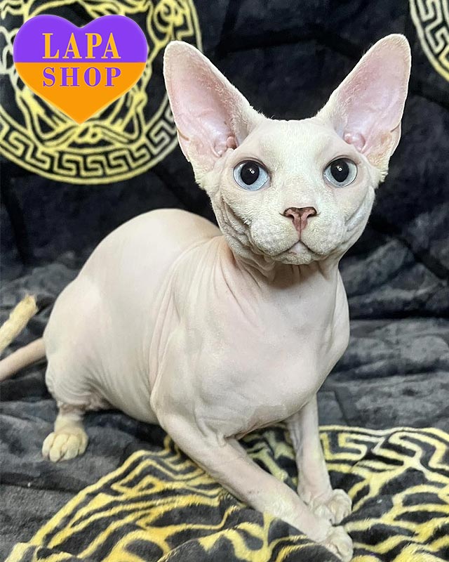 Мошенничества при продаже животных sfx tor09 01