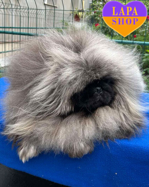 палевый пекинес