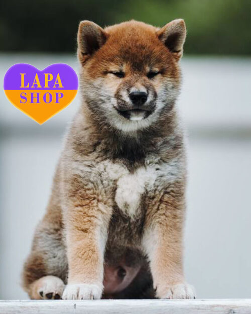 рудий шиба-іну