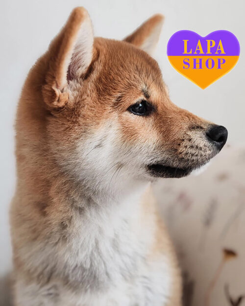 red-colored Shiba Inu