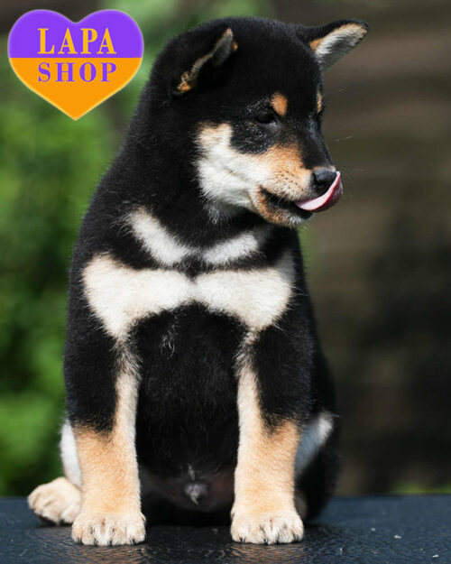 чорна шиба-іну