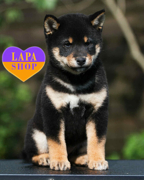 чорна шиба-іну