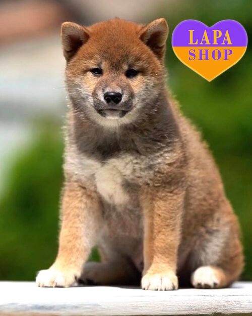 шиба-іну рудого забарвлення