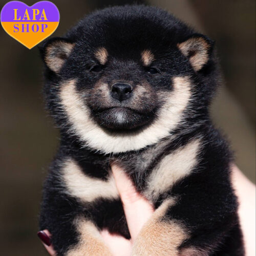 Чарівна дівчинка породи шиба-іну чекає на свою родину