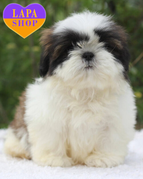 ши-тцу бело-золотого окраса