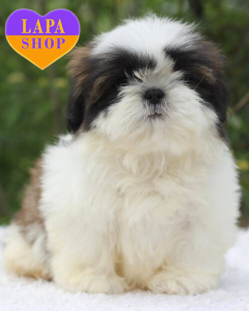 ши-тцу біло-золотого окраса