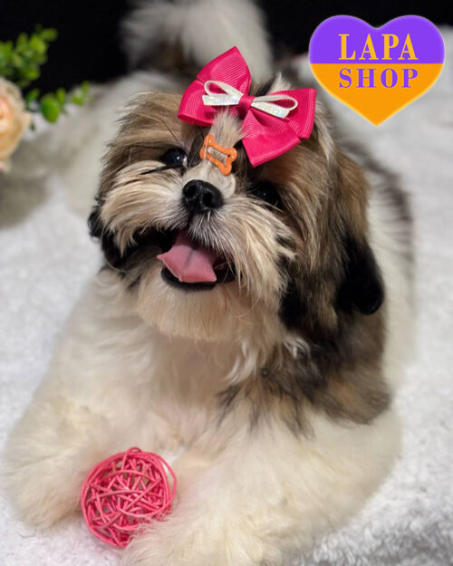 ши-тцу біло-золотого забарвлення