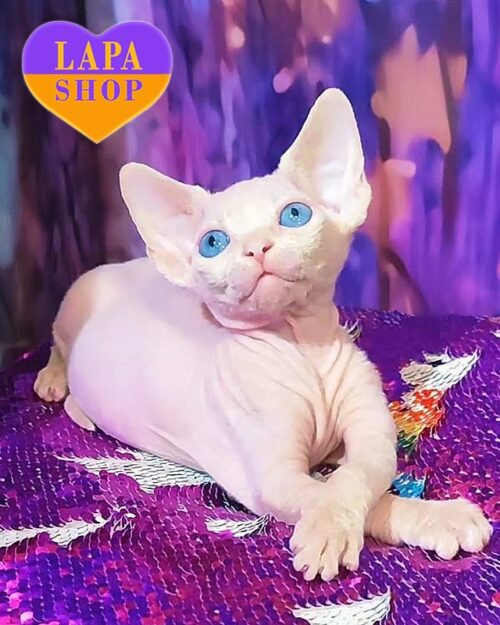 голубоглазый канадский сфинкс