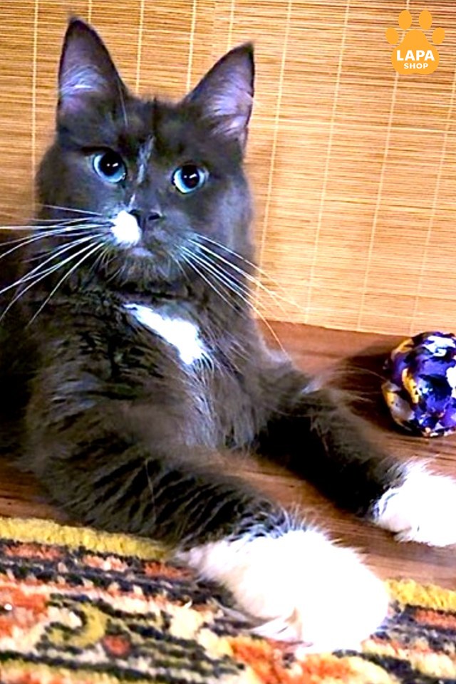The Maine Coon cats: The World's Largest and Most Popular Cat Breed tara1000