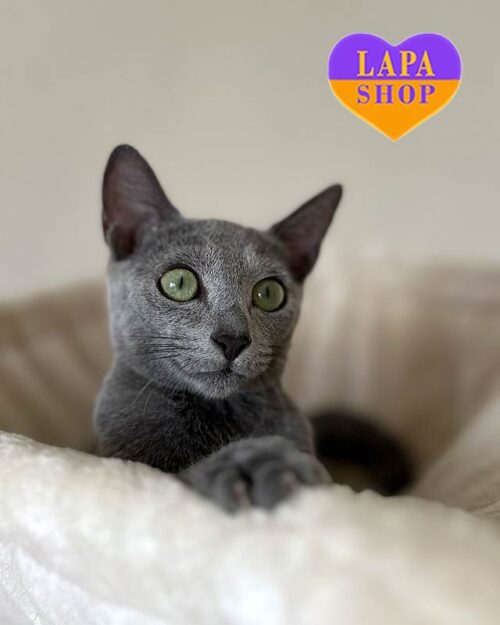 російська блакитна кішка