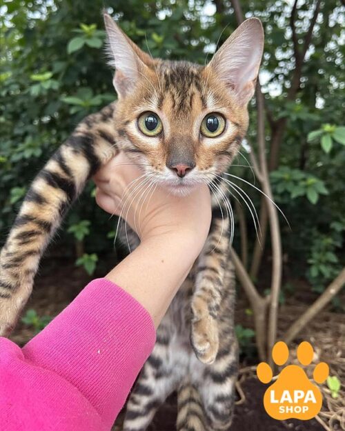 Cute Toyger Kitty Indy toy indy15