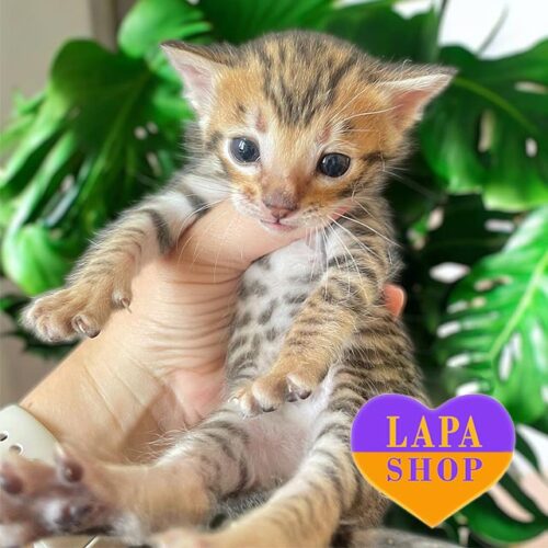 Jo-Jo is a Spectacular Toyger "Mini-Tigress"