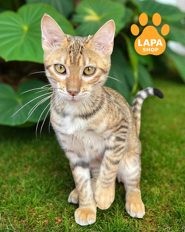 кішка тойгер