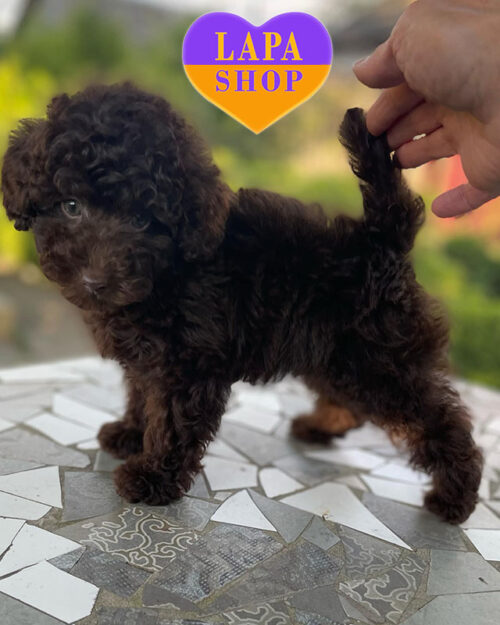 коричневый той пудель