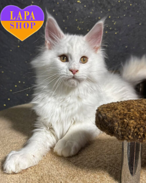 white Maine Coon