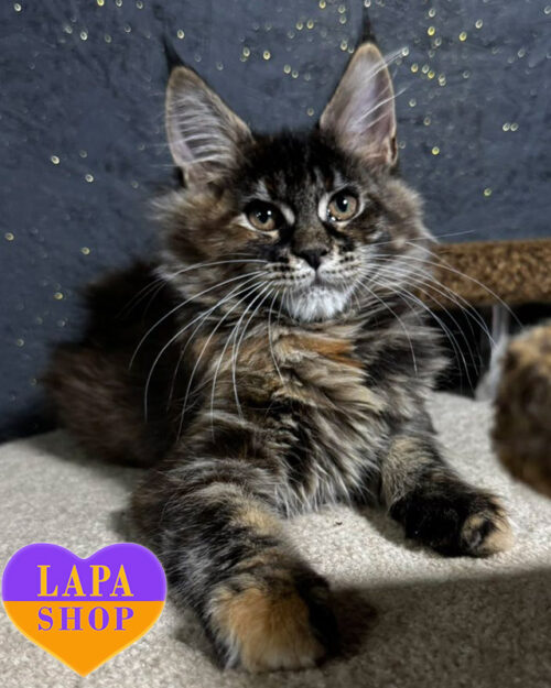 черепаховый мейн-кун