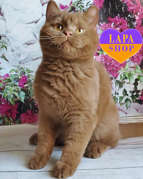 British Shorthair
