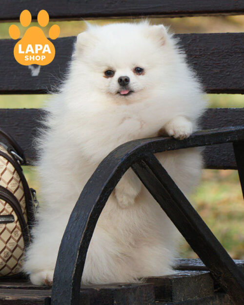 білий померанський шпіц