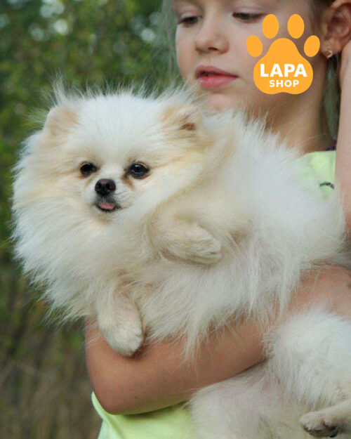 білий померанський шпіц