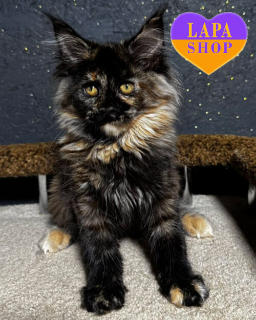 черепаховий мейн-кун