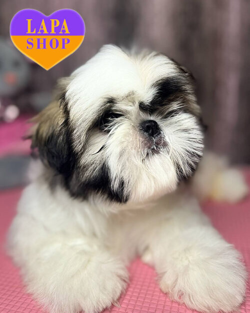 ши-тцу бело-золотого окраса