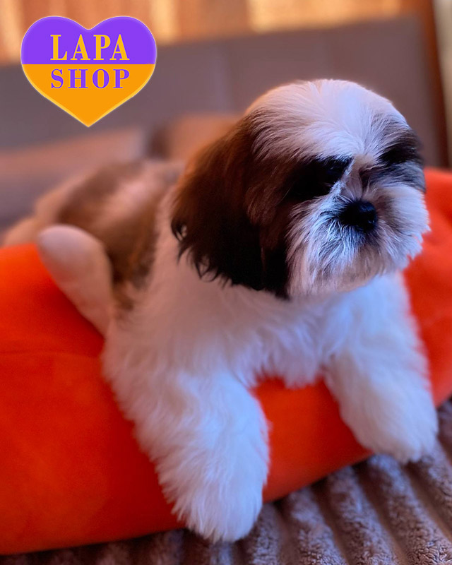 ши-тцу золото-білого забарвлення