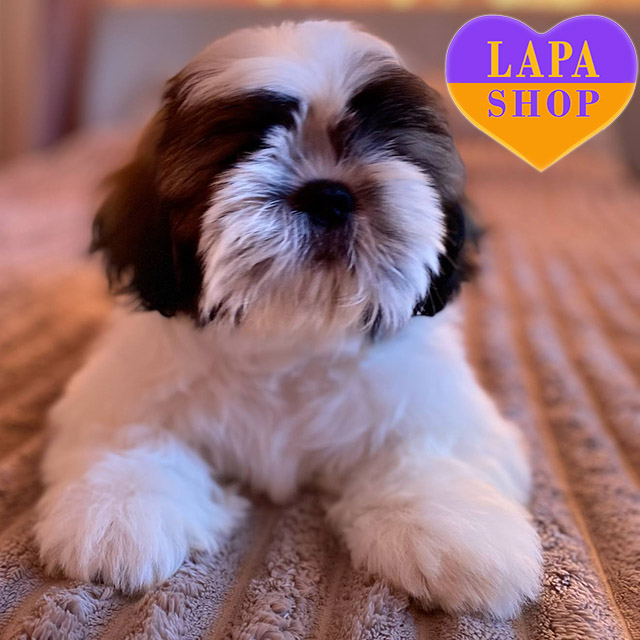 Vancouver-Woodland-Keeper-03