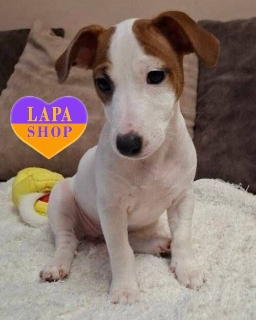 рудо-білий джек-рассел-тер'єр