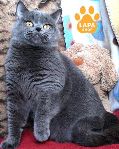 блакитний шотландець