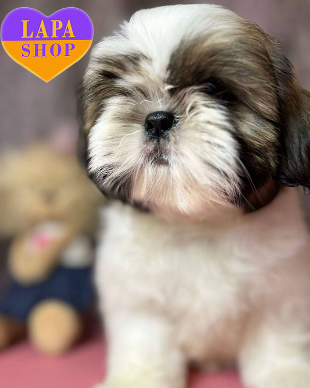 ши-тцу рыже-белого окраса